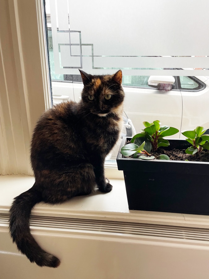 cat Sophie