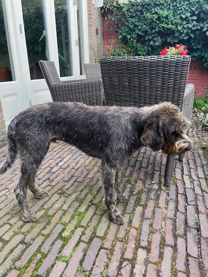 Watson after trimming