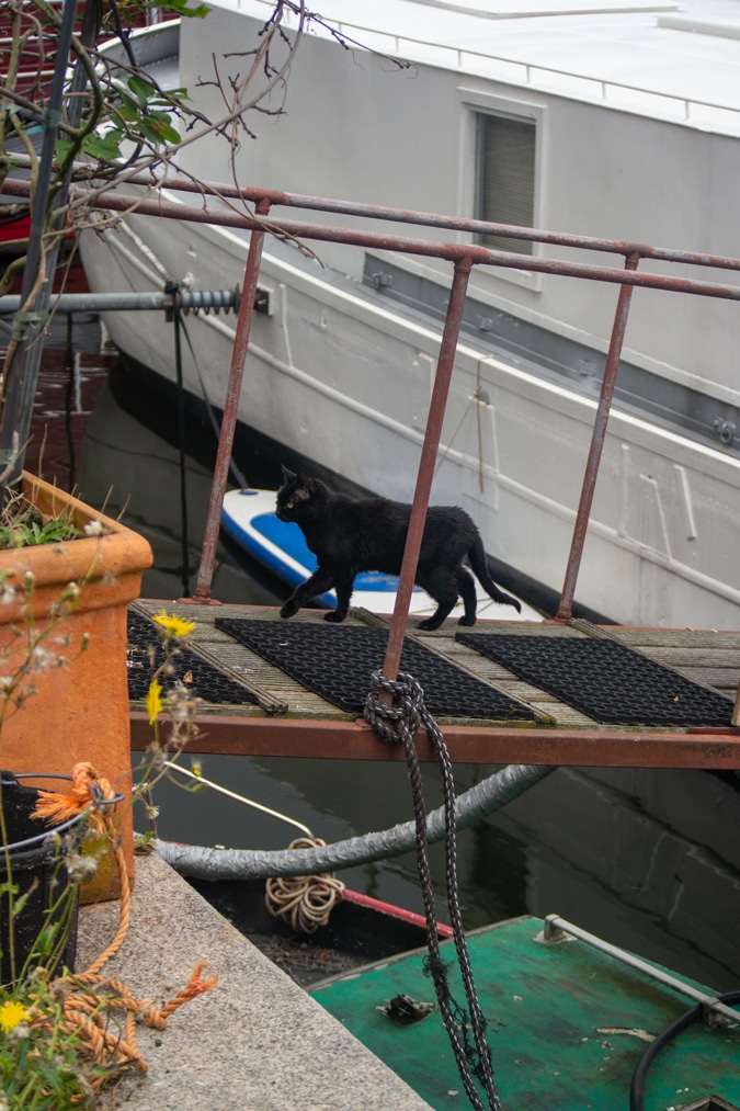 ship cat