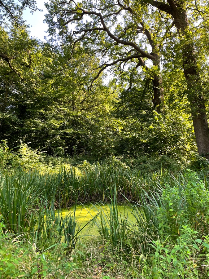 pond in the park