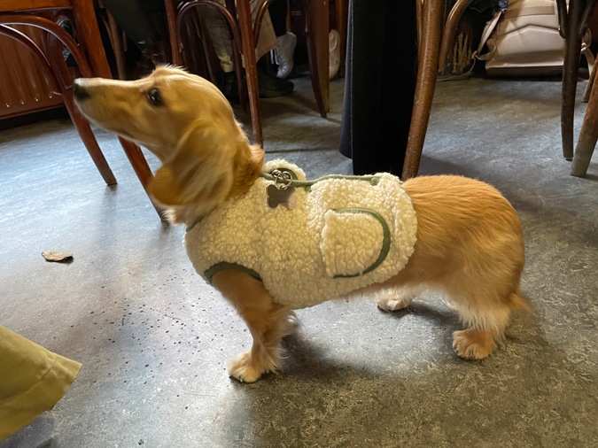 Cute dachshund