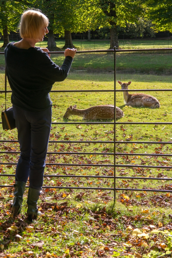 Deer