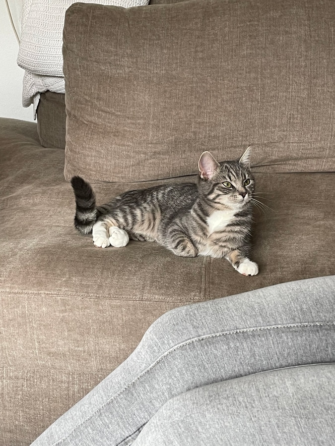 Jilske's kitten
