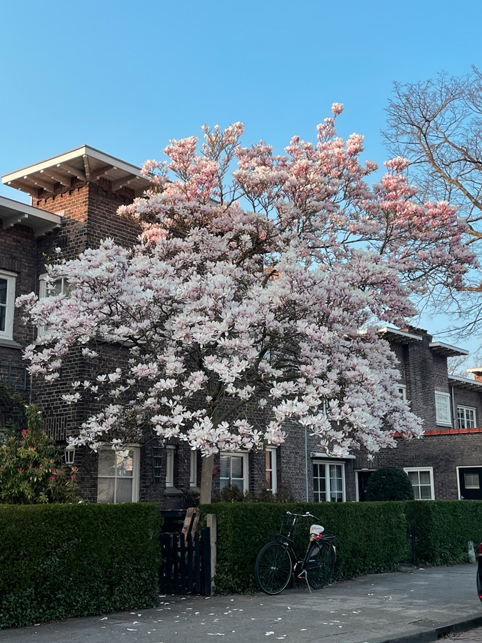 magnolia tree