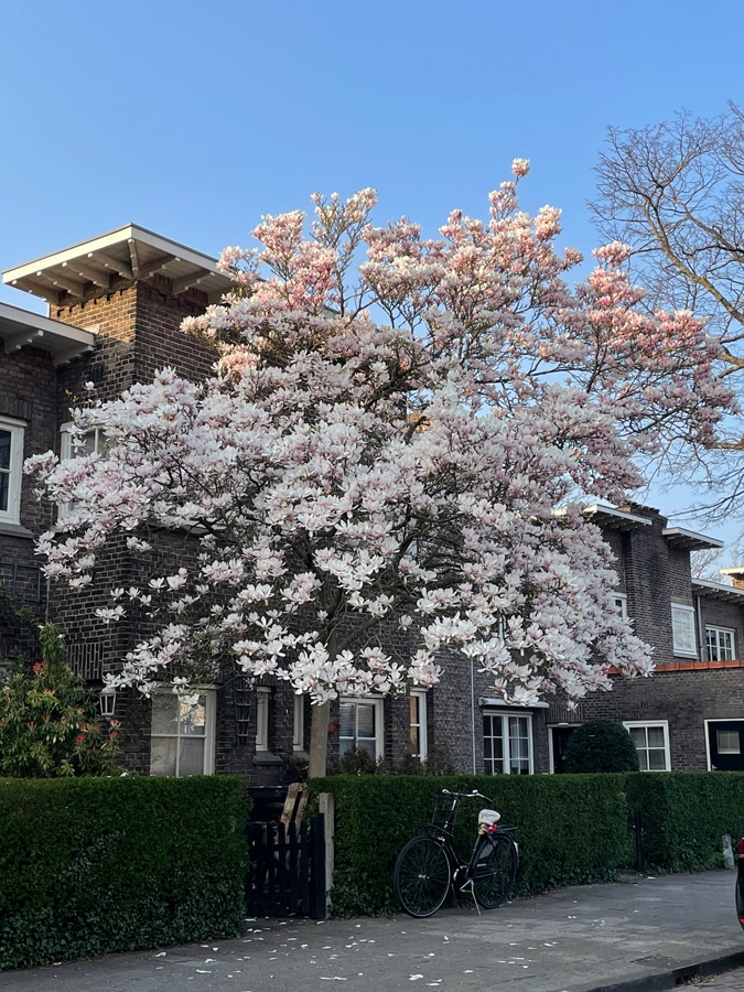 magnolia