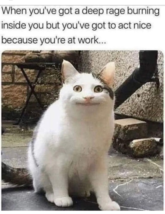 Silly cat
