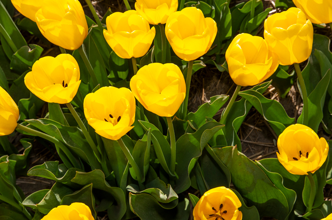 Tulip field