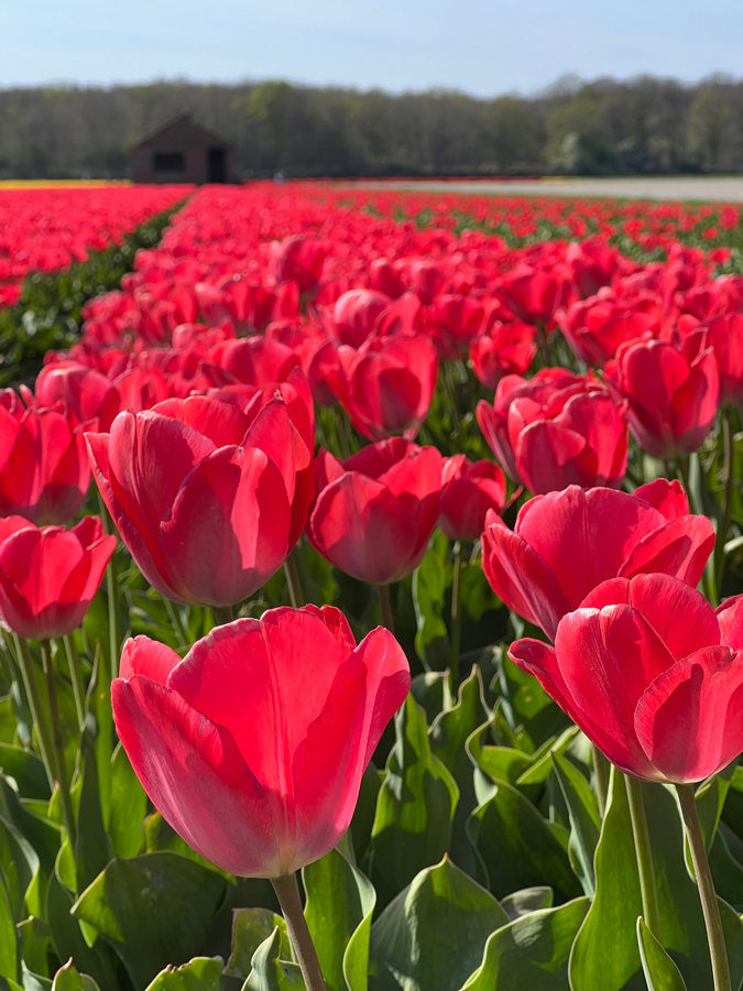 Field with red tulips