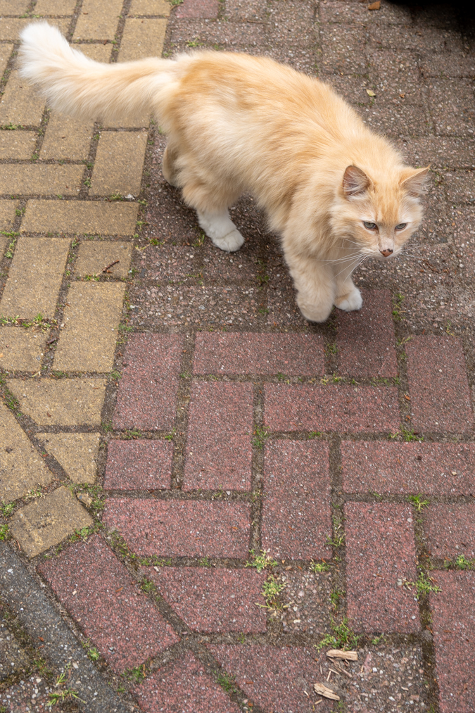 pretty cat