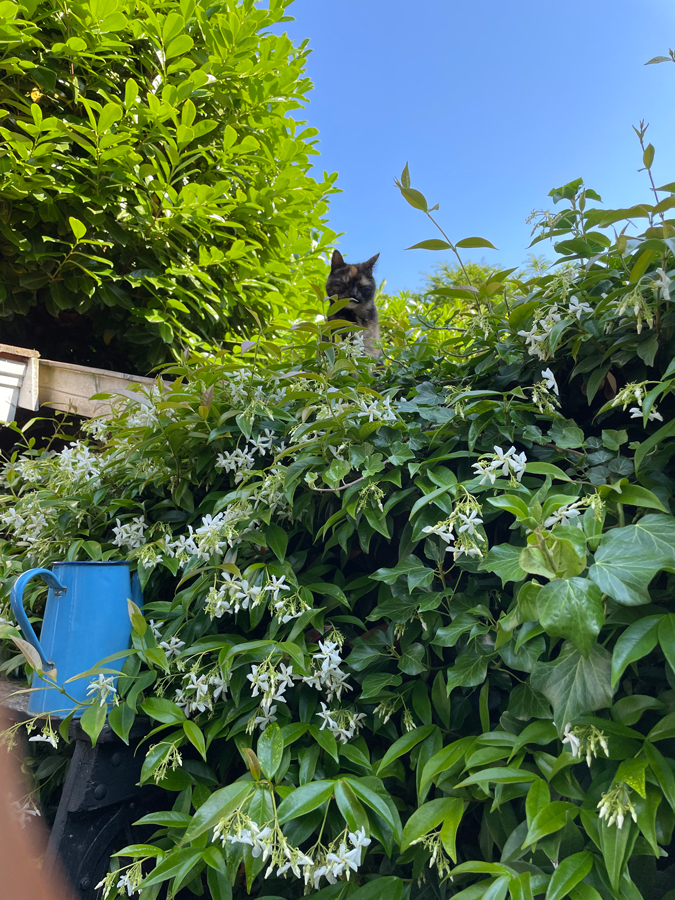 cat and jasmine