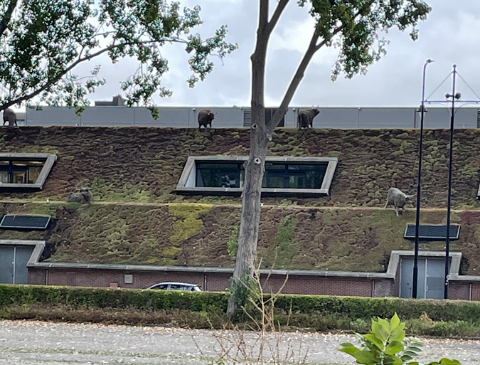 Bulls on a roof