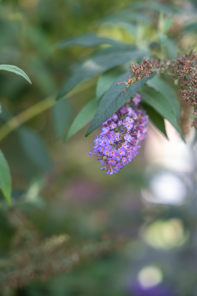 Purple flowers with orange heart