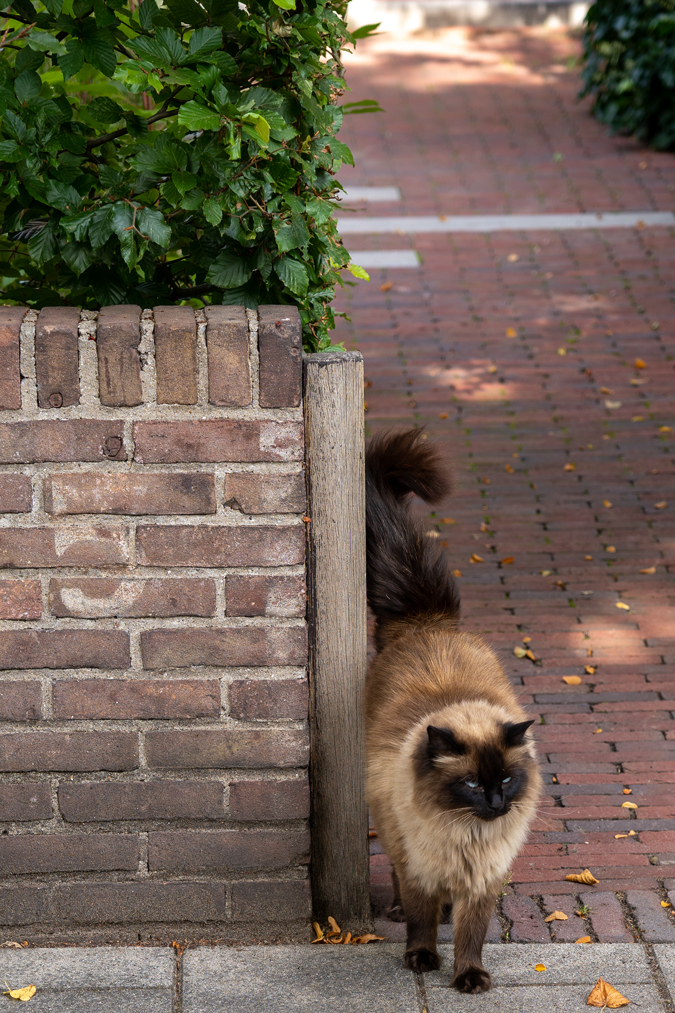 pretty cat