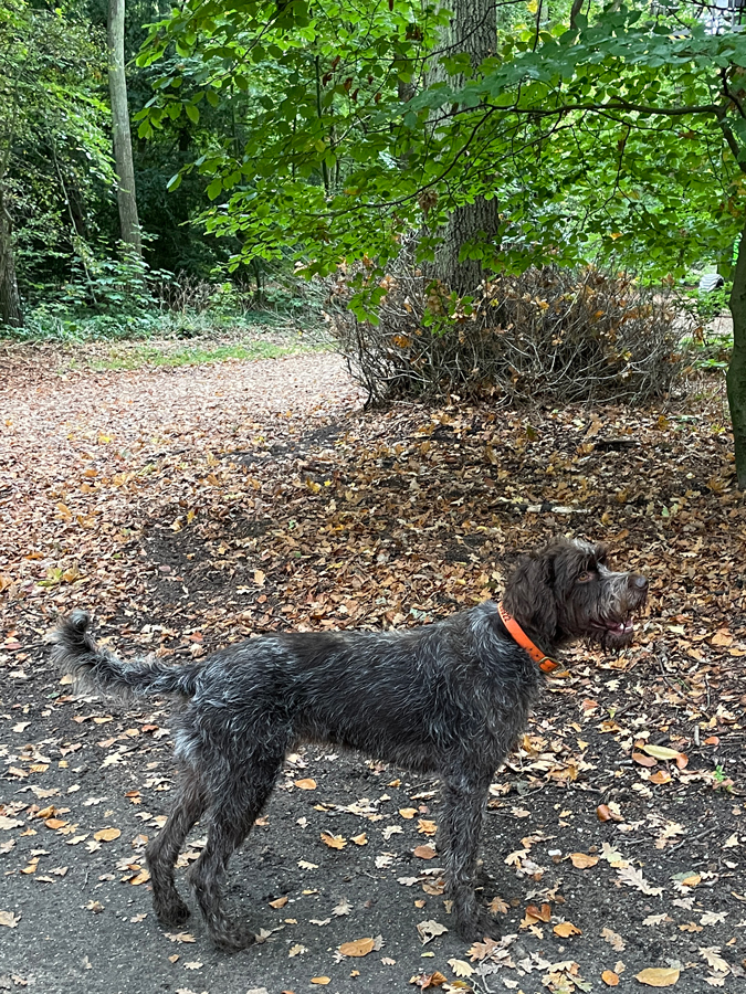 Dog Watson