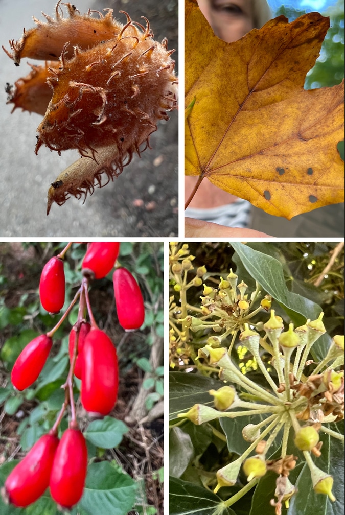 autumn