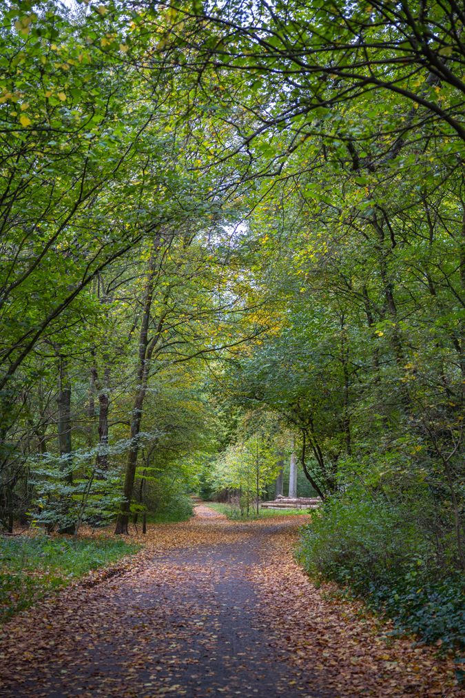 Autumn in the park