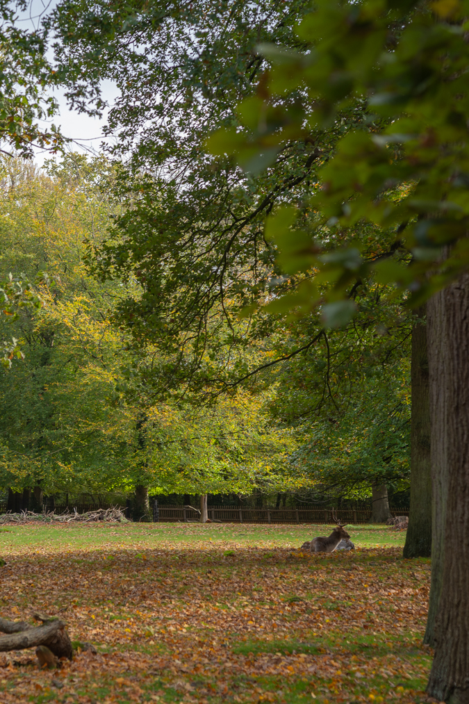 Deer in the park