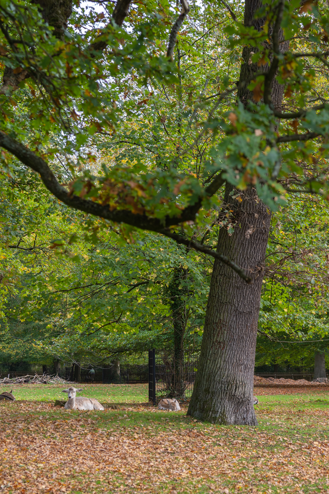 Deer in the park