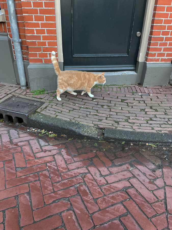 Cat