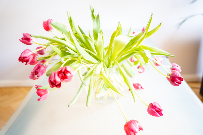 Tulips high key