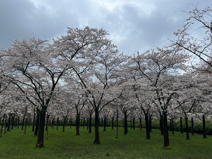 Blossom in spring