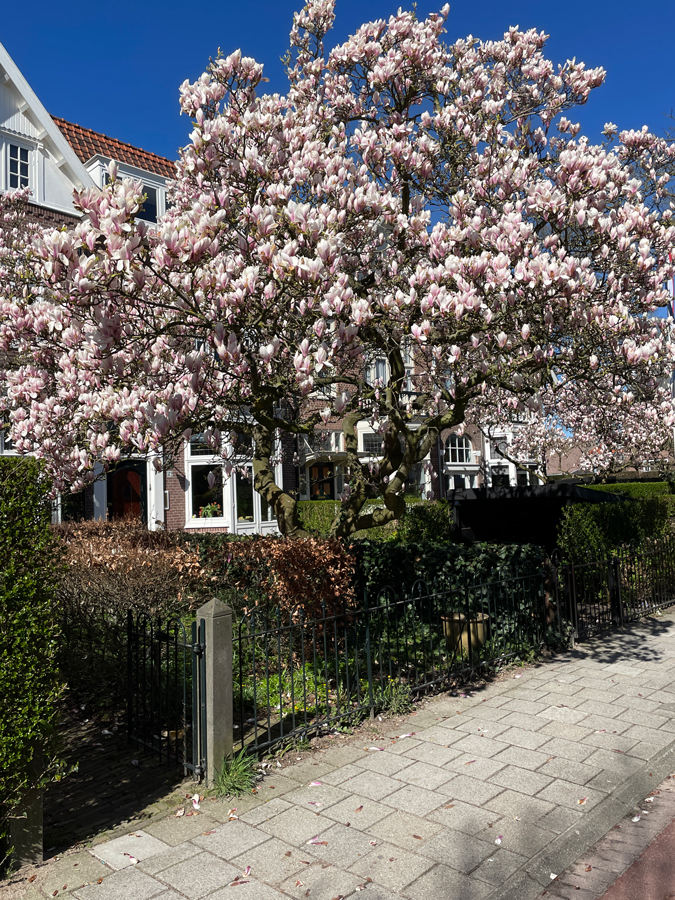 Magnolia tree
