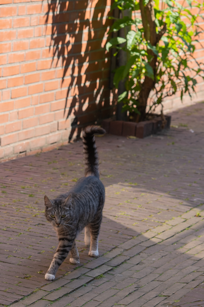 cat