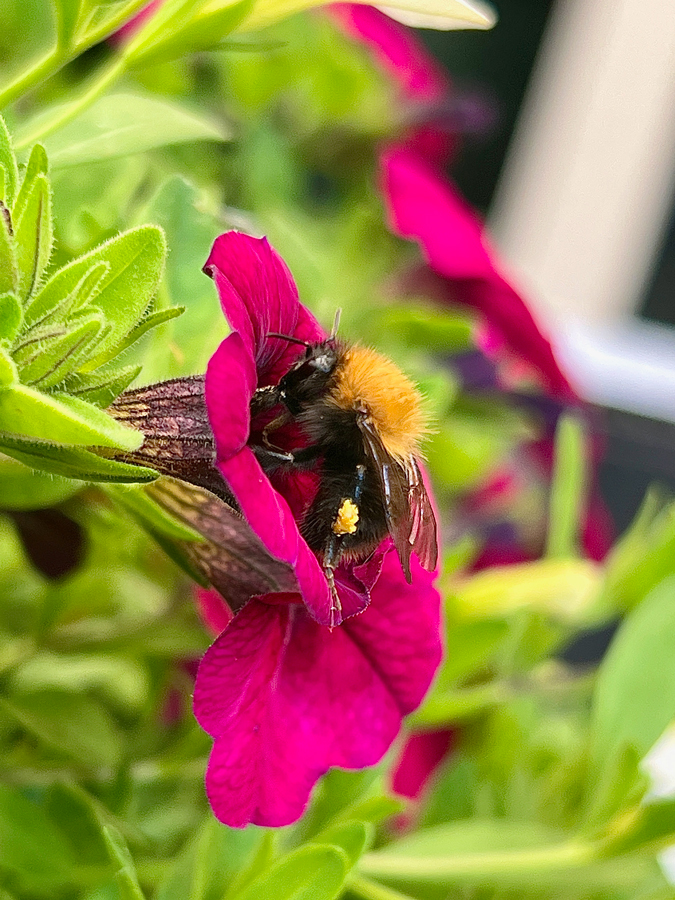 Bee