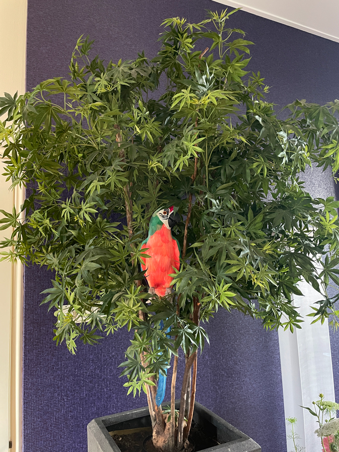 Parrot