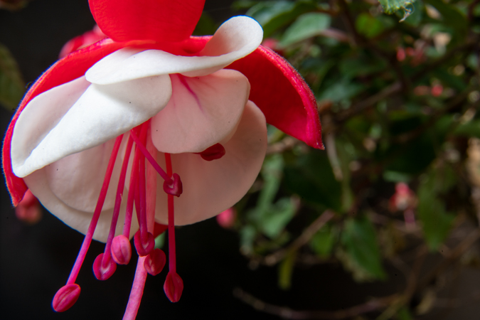 Flower up close