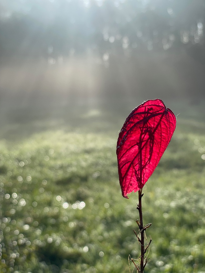 Autumn leaf