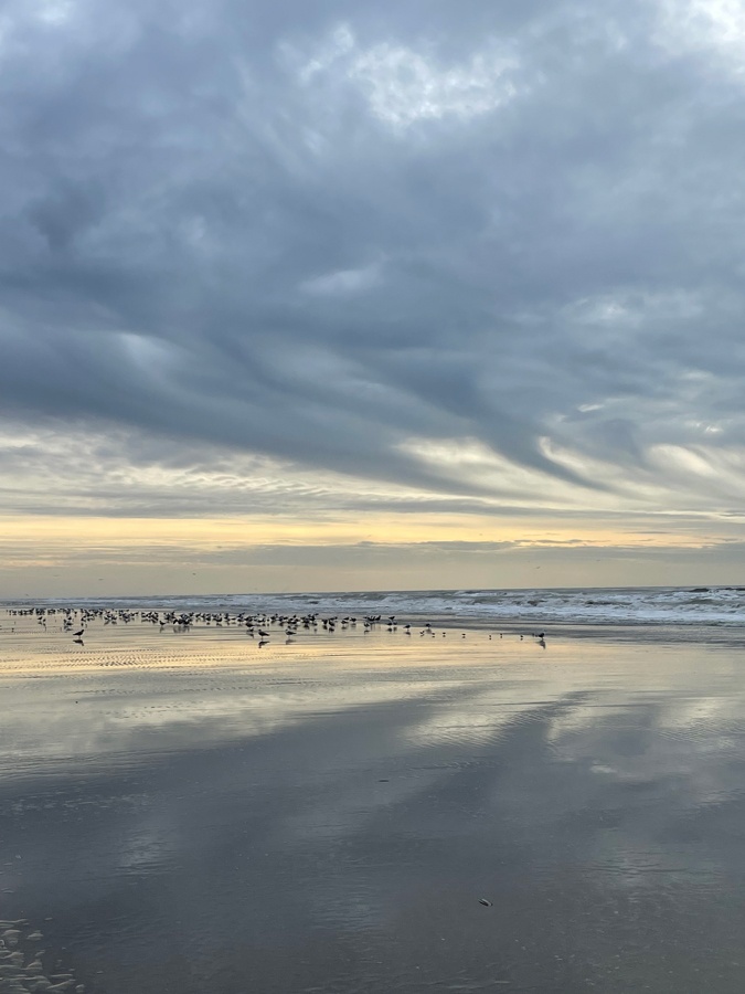 birds at the beach