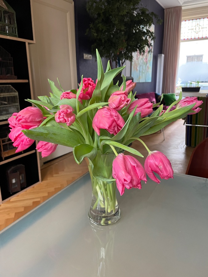Tulips