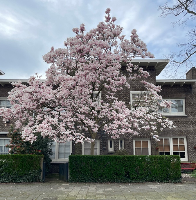 Magnolia in bloom
