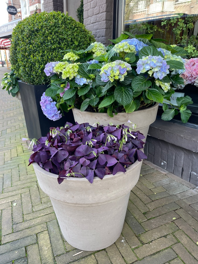 Plant in pot