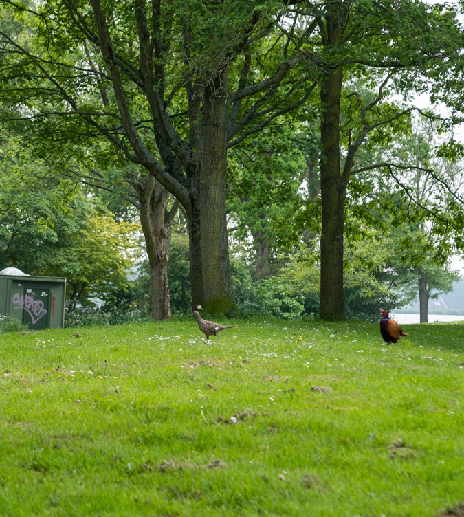 pheasant couple