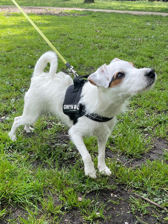 Doggy in the park