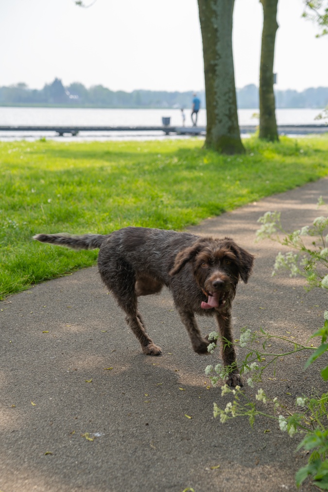 Dog Watson