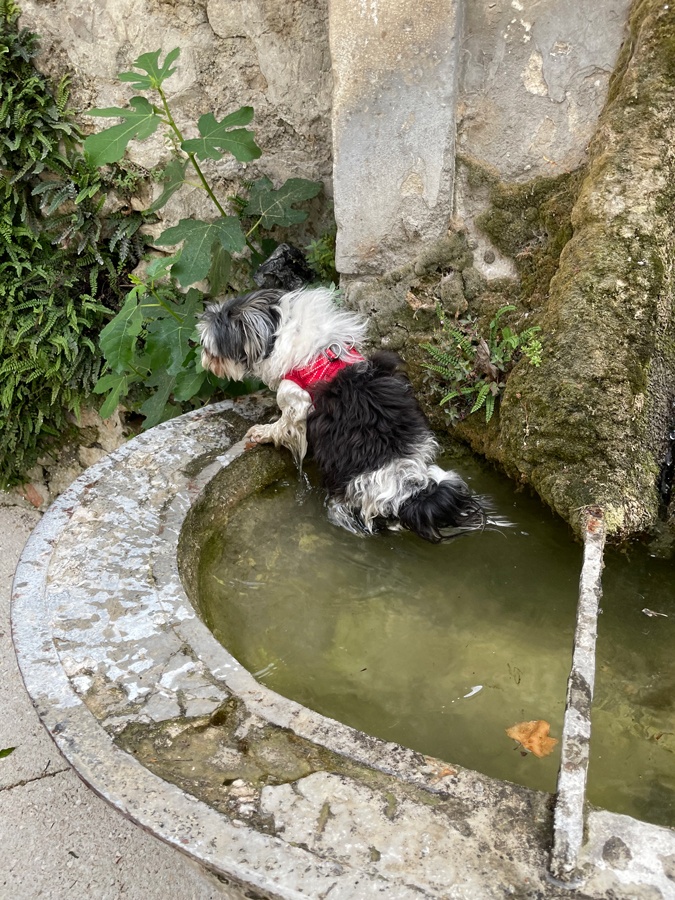 old dog cooling off