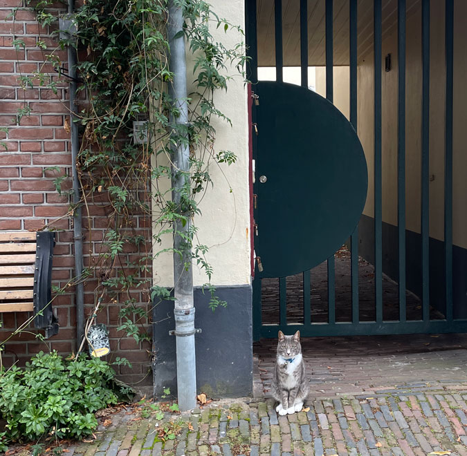 Cat