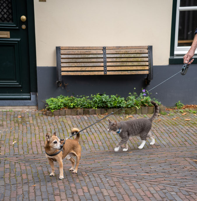 Dob and cat