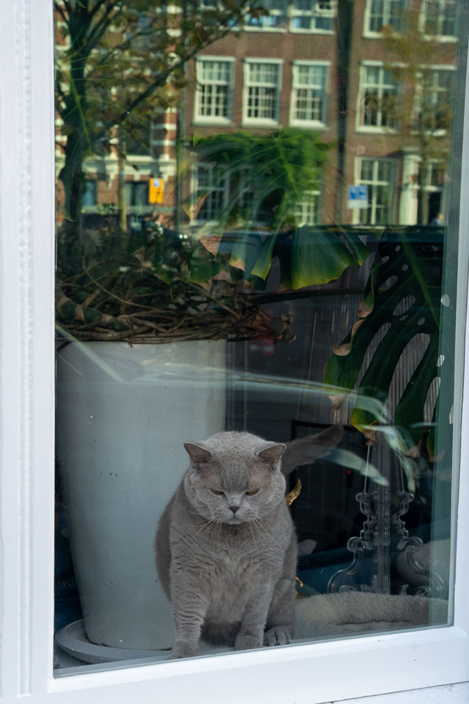 Sweet cat