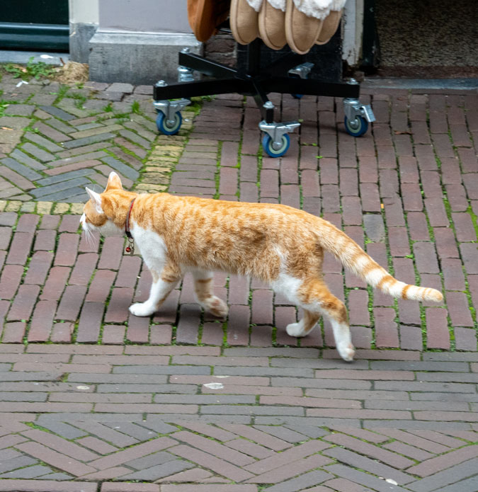 ginger cat