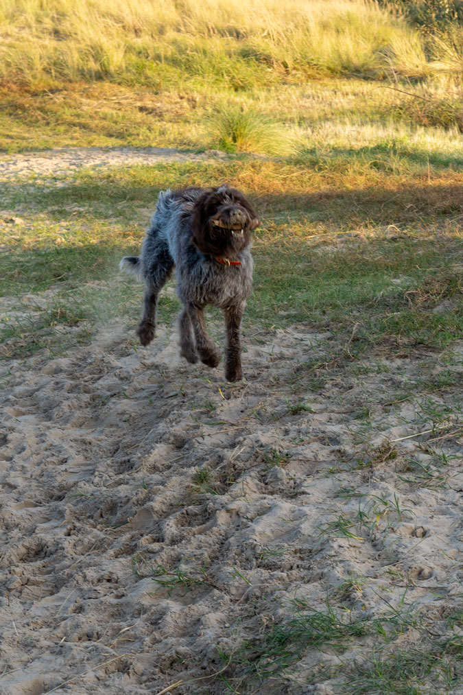 Watson